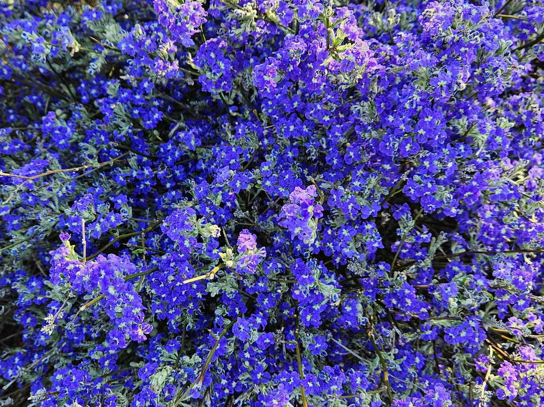 The Old Convent Guest House Dalwallinu主图