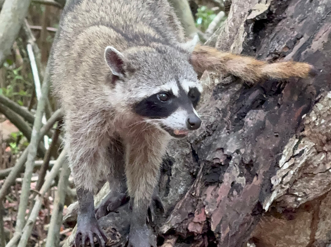 Sheartail Expeditions-塞莱斯顿必去景点