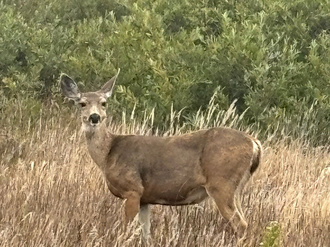 Año Nuevo State Reserve-佩斯卡德罗必去景点