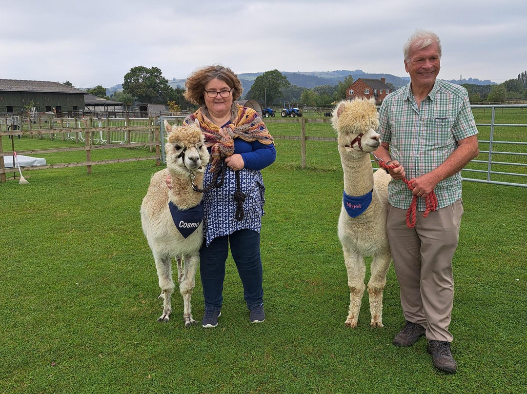 Cotswold Vale Alpacas景点图片