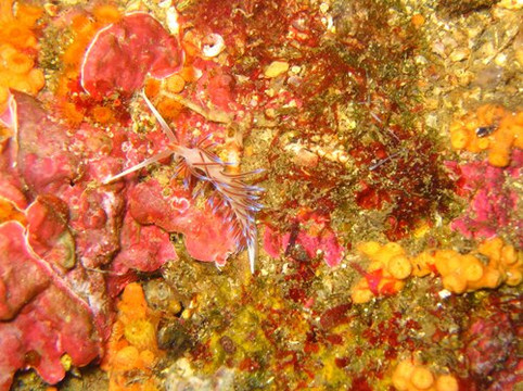 Dive Center Krk-Kornic必去景点