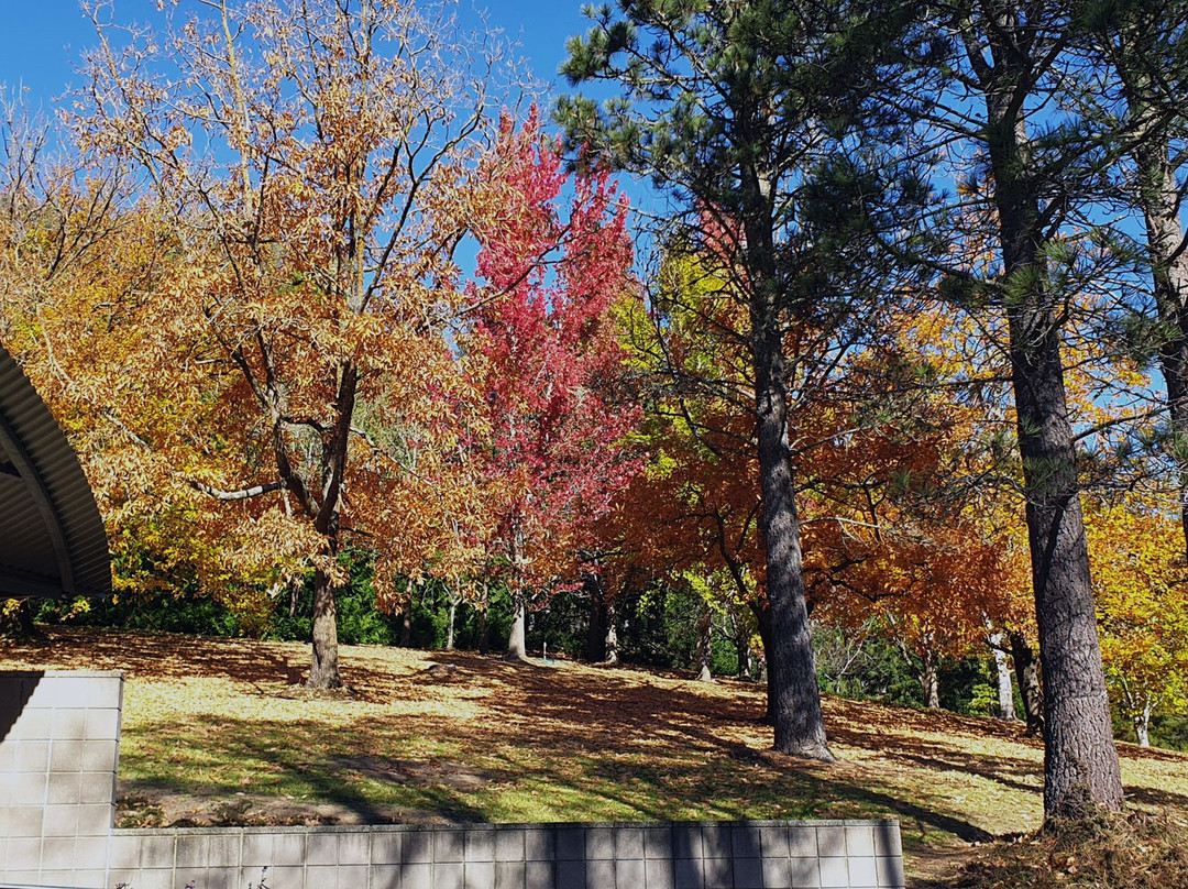 Mount Lofty Botanic Garden景点图片