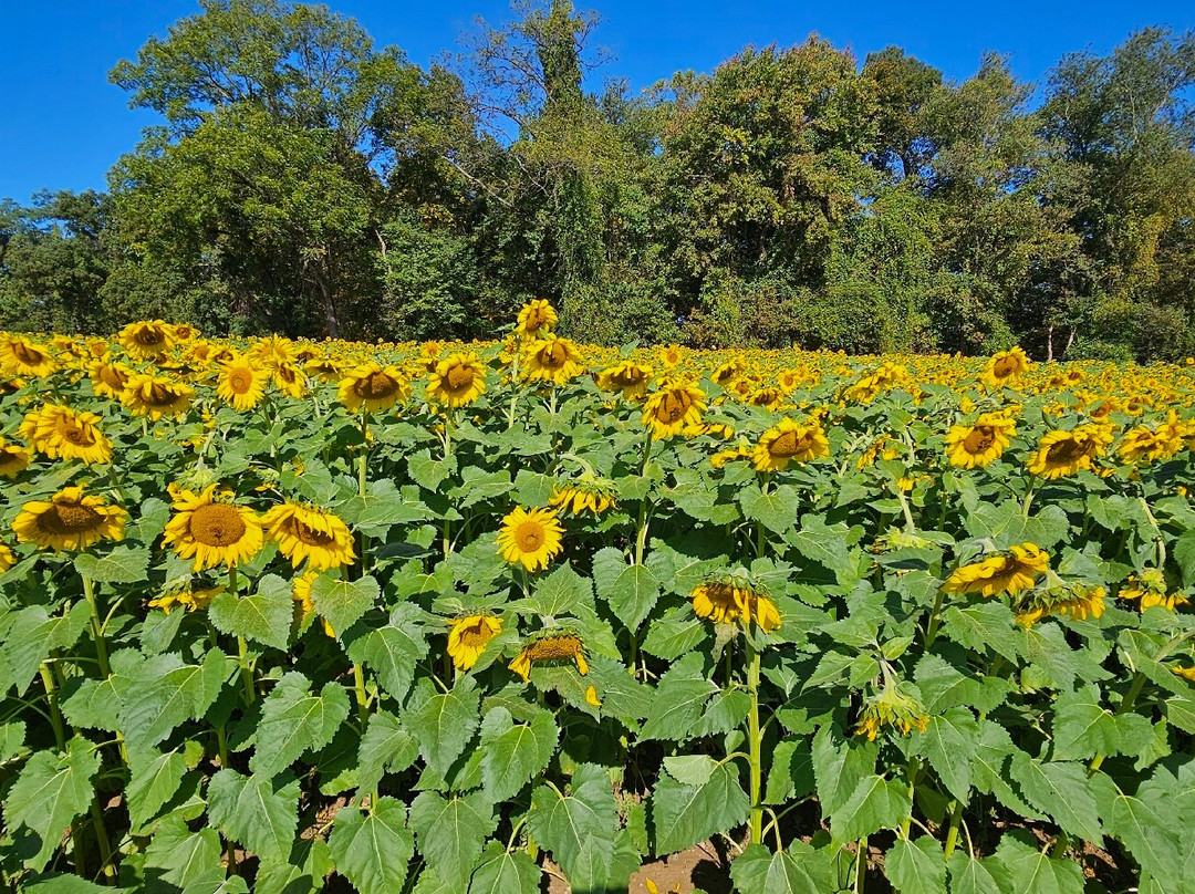 Sunflowers in Jarrettsville景点图片