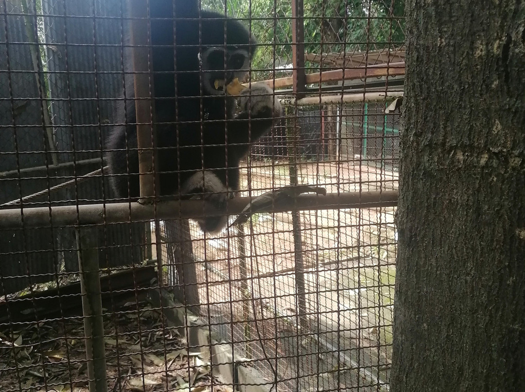 Samui Monkey Centre-利巴诺伊必去景点