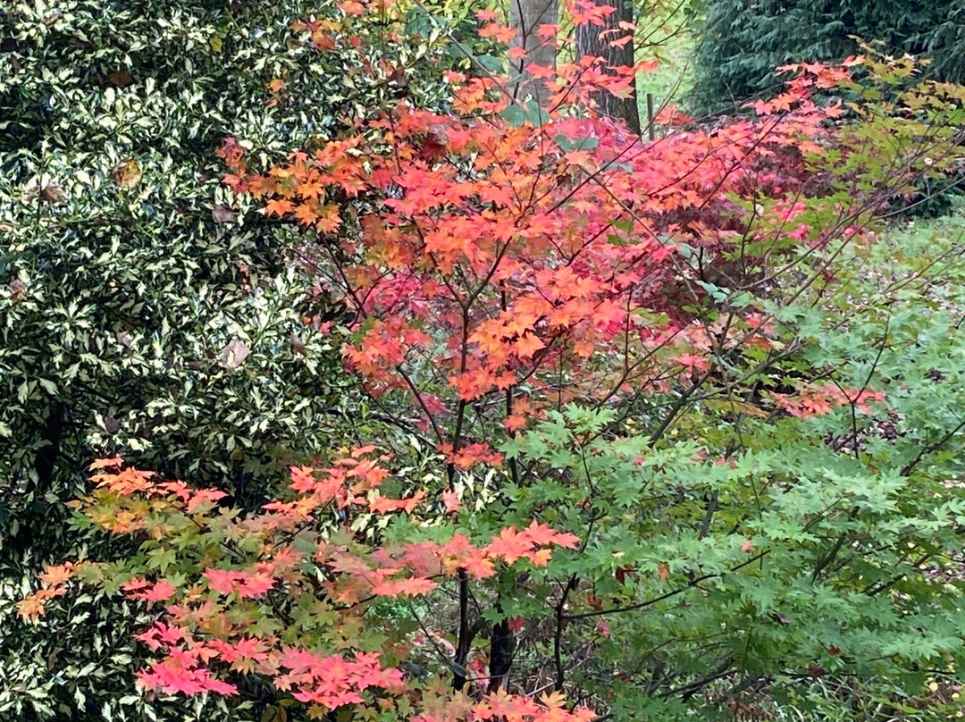 Bodenham Arboretum景点图片