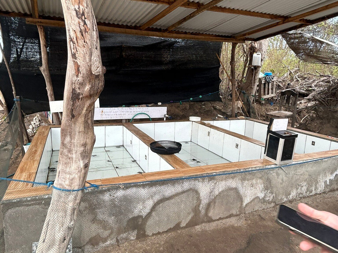 Gili Meno Turtle Sanctuary-Gili Meno必去景点