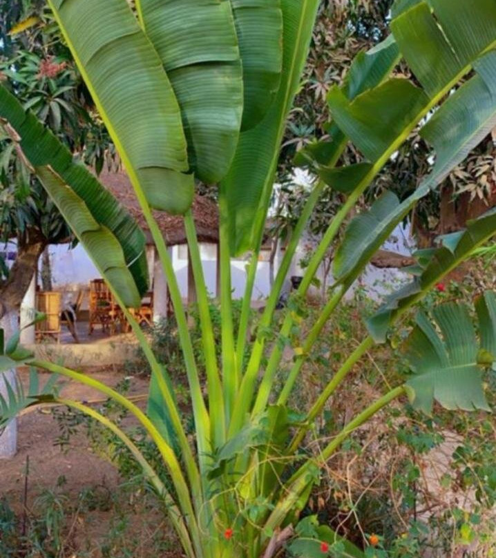 Le Jardin De Adja