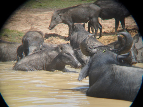 Nissanka Yala Safari-蒂瑟默哈拉默必去景点