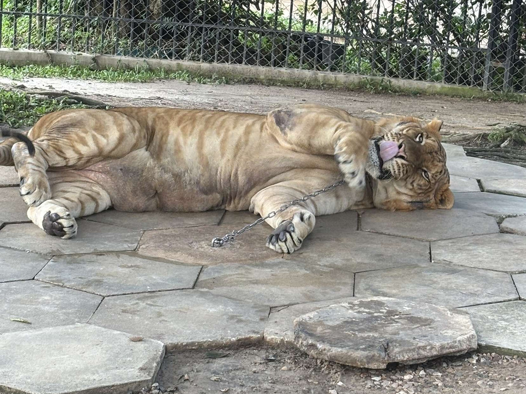Tiger World Thailand景点图片