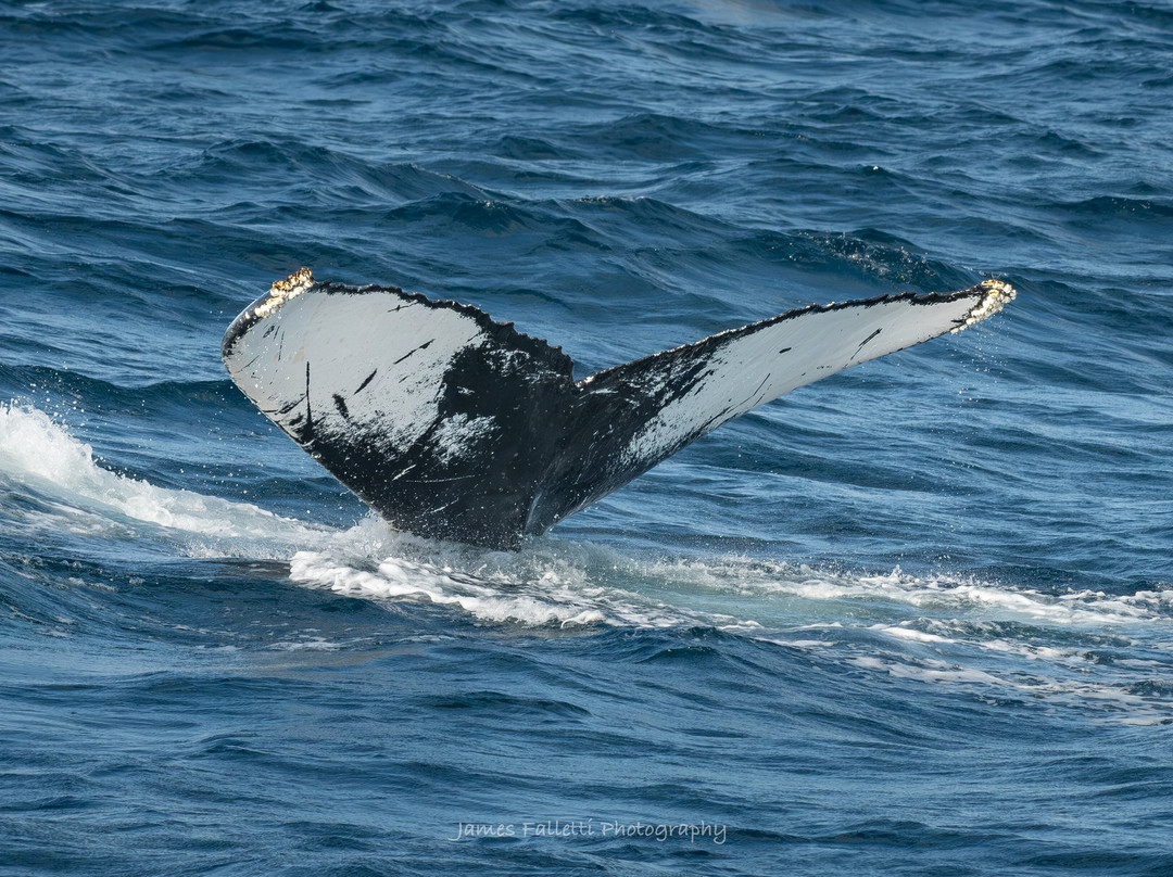 Jersey Shore Whale Watch景点图片