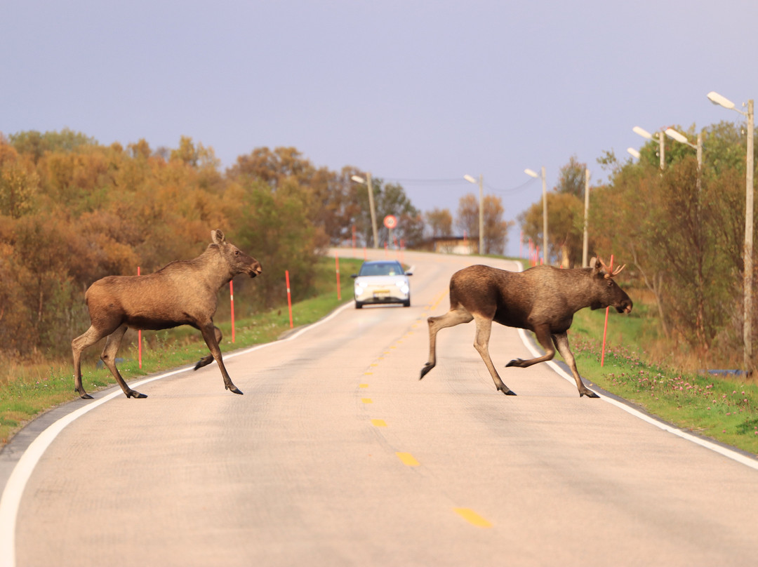 Vesterålen Tours-Sortland必去景点