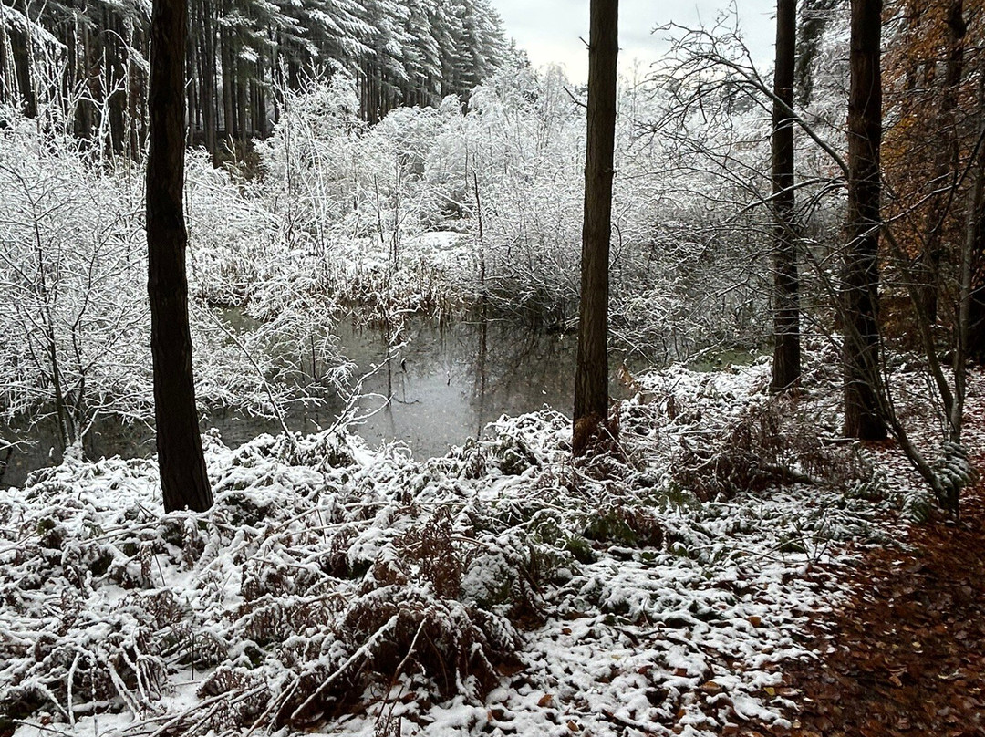 Delamere Forest Park景点图片