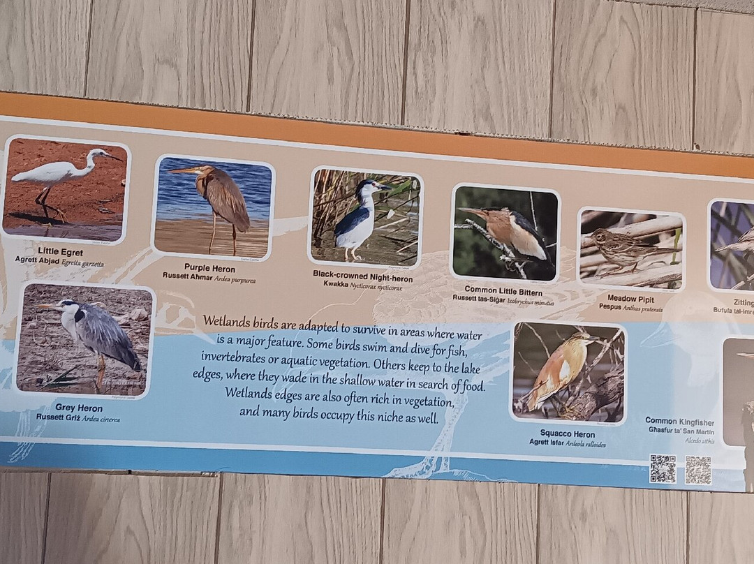 Għadira Nature Reserve景点图片