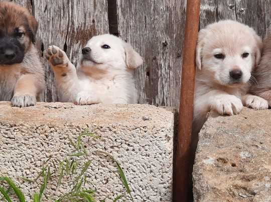 Palazzo Guglielmo Albergo Diffuso主图