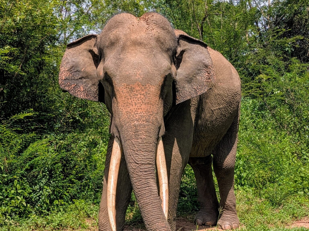 Sri Lanka Tours with Dinesh景点图片