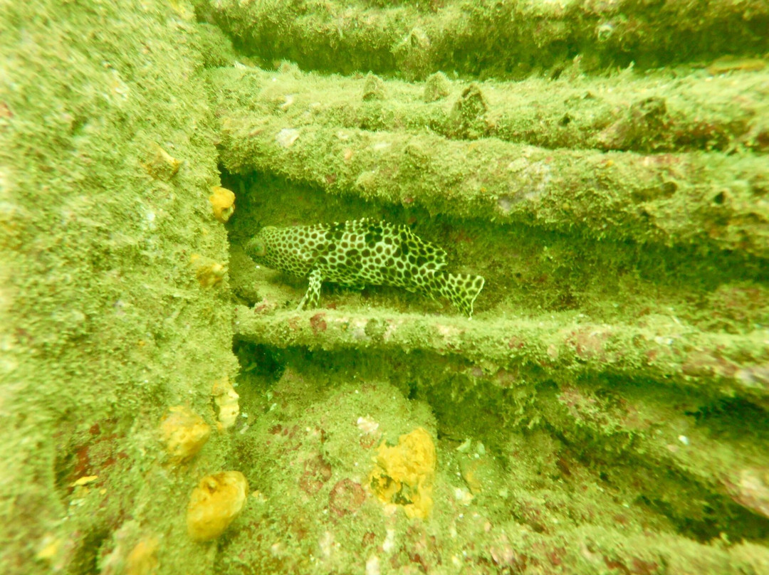 Island Scuba-科伦坡必去景点