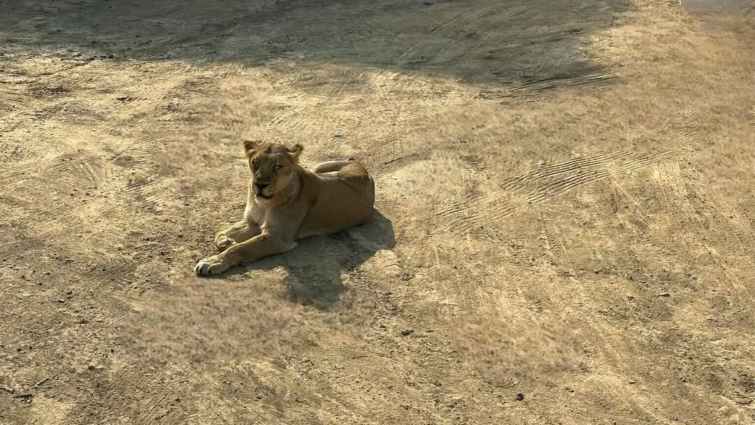 Ambardi Safari Park景点图片