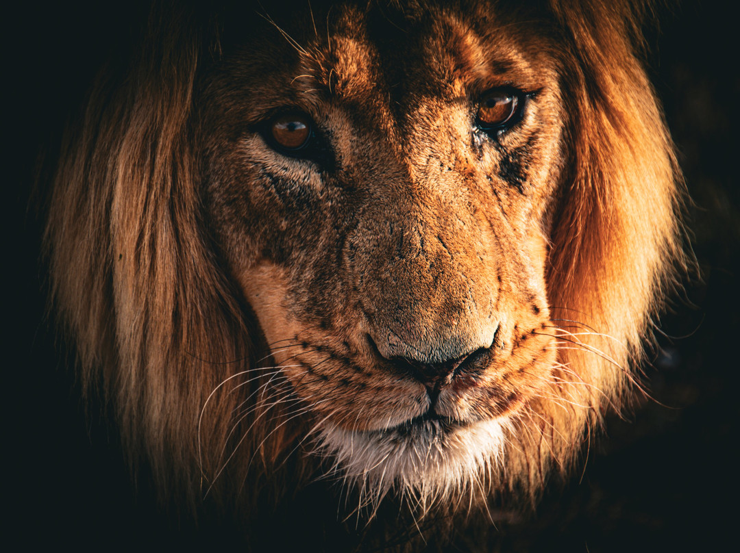 Felidae Centre-金伯利必去景点