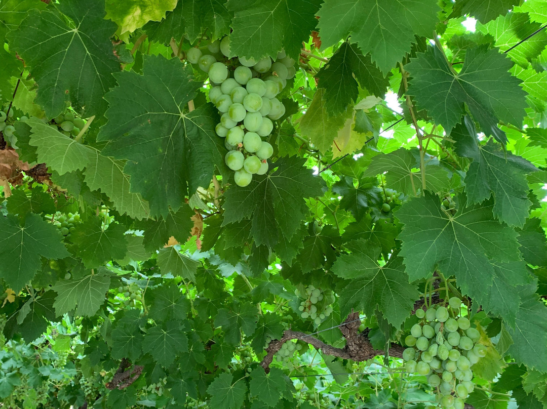 De Krans Wines-Calitzdorp必去景点