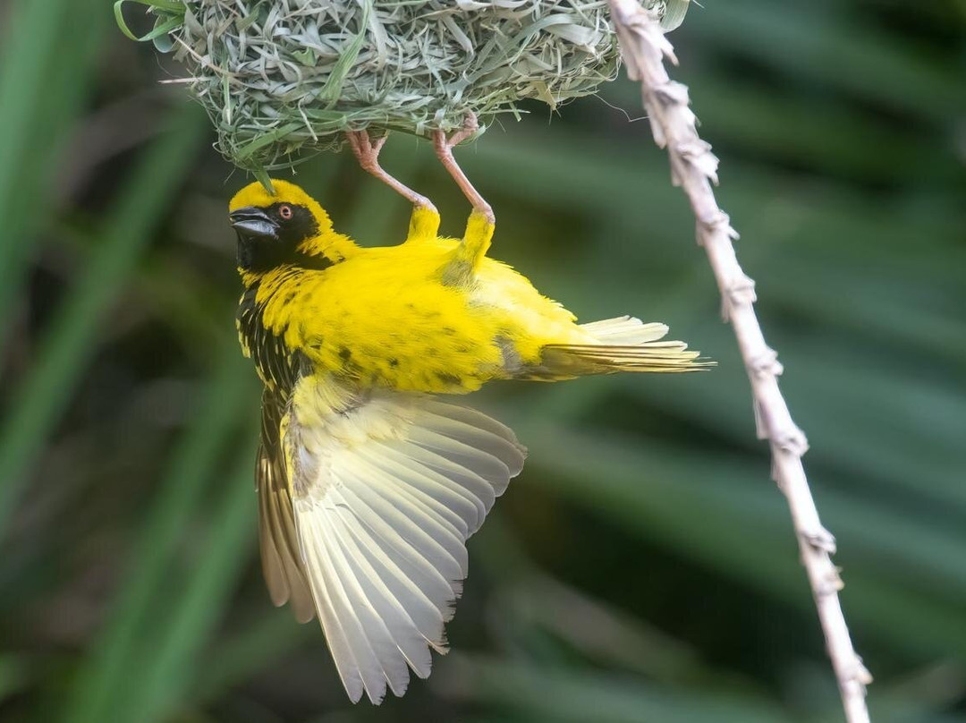 The Little Bush Baby Company-圣露西亚必去景点