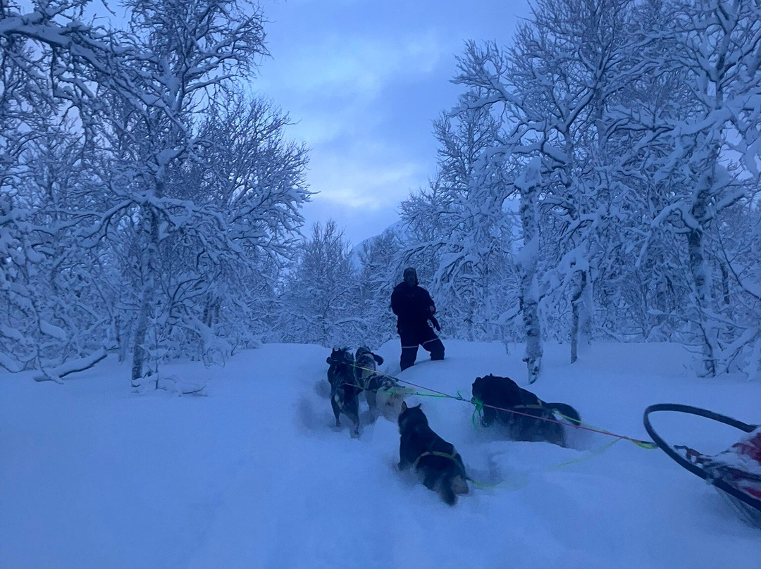 Happy Tails Husky Tours景点图片