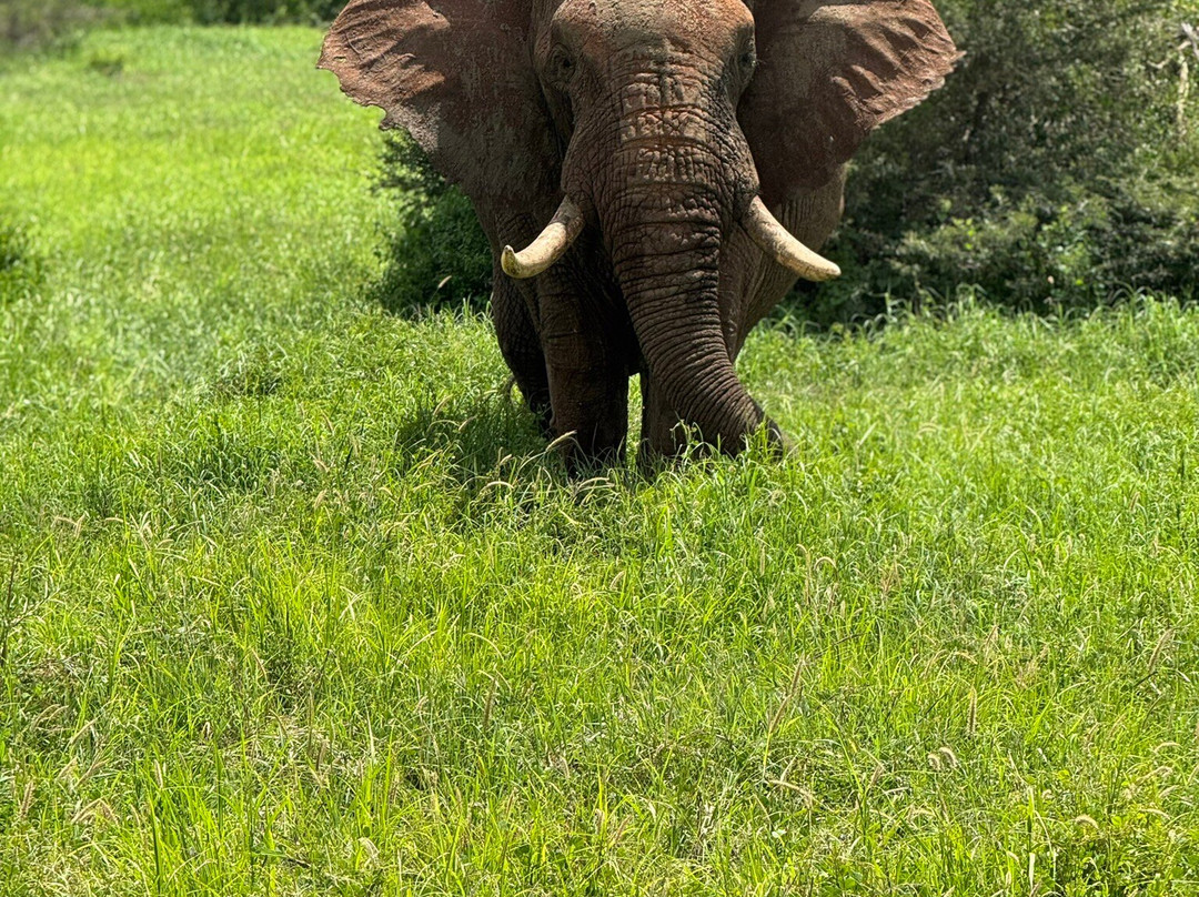 KingTomondo Safaris Kenya景点图片