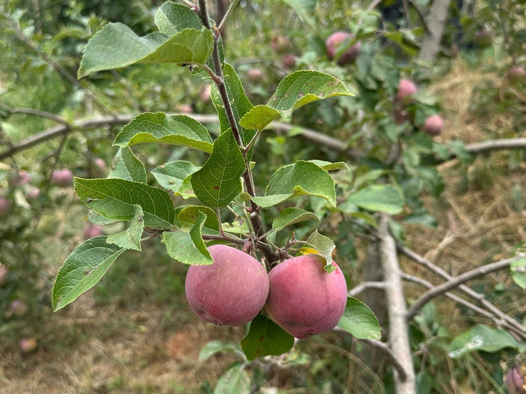 Black Barn Farm-Stanley必去景点