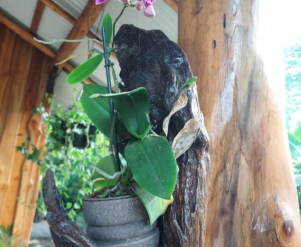 El Gecko Hotel主图