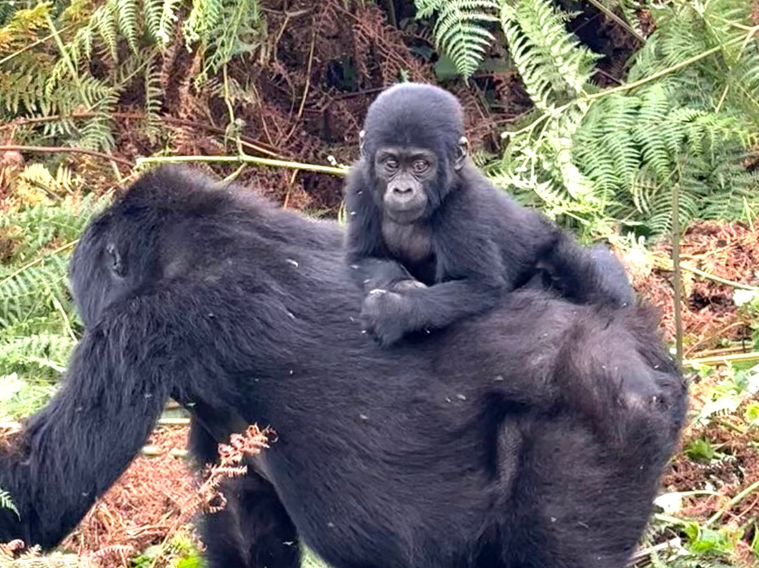 Gorilla and Adventure Safaris-Wakiso必去景点