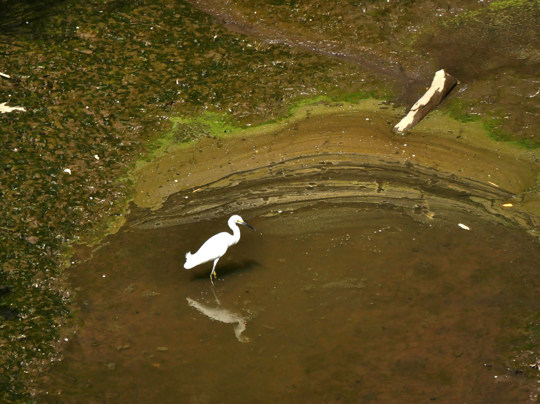 Tarcoles Bridge-Tarcoles必去景点