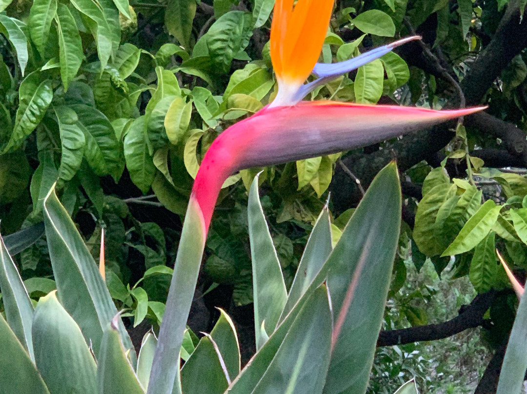 Jardin du Palais Carnolès-芒通必去景点