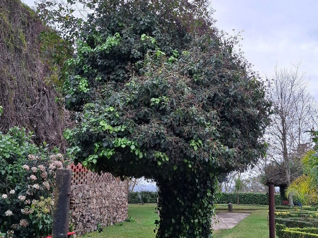 Jardim Do Castelo景点图片