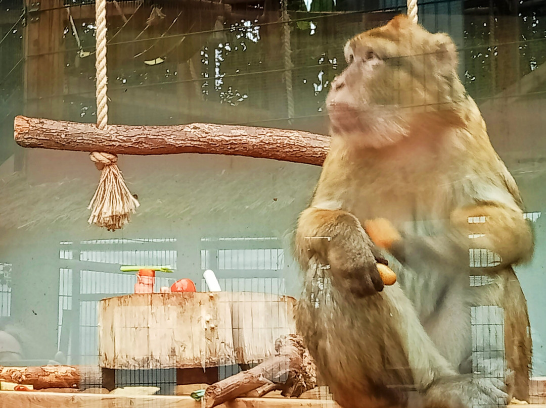 Espace Zoologique de Saint Martin la Plaine景点图片