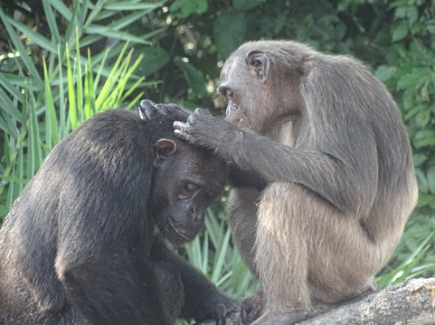Camp Help Congo-Conkouati-Douli National Park必去景点