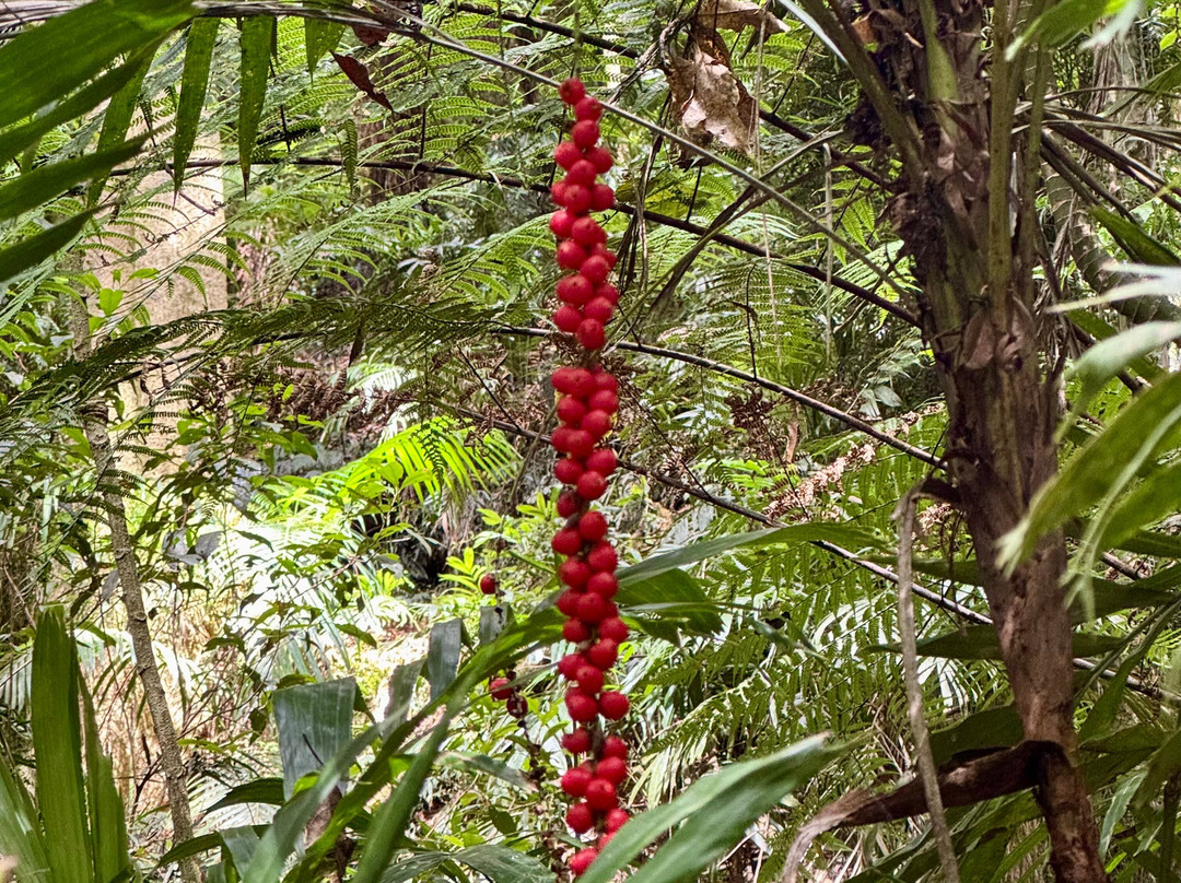 Dorrigo Rainforest Centre-Dorrigo必去景点