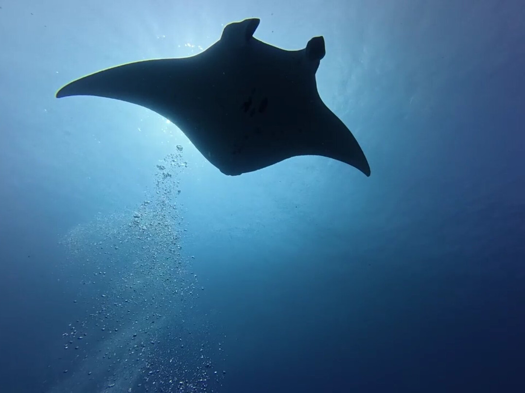 Addu Scuba Club景点图片