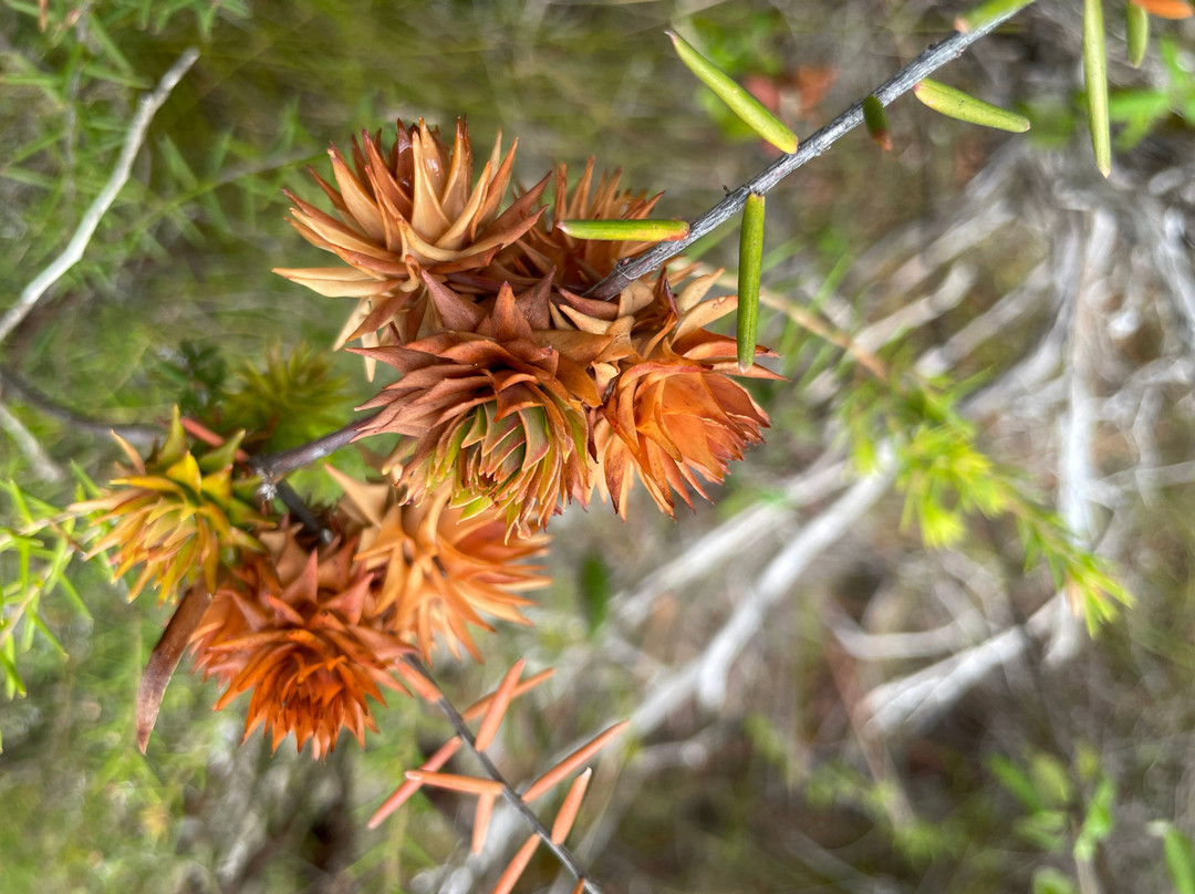 Two Peoples Bay Nature Reserve-奥尔巴尼必去景点