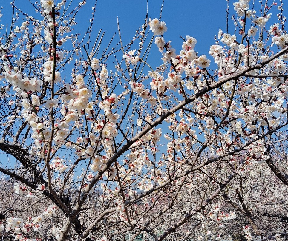 Ogose Bairin-越生町必去景点