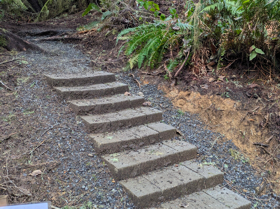 Cathedral Tree Trail-阿斯托里亚必去景点