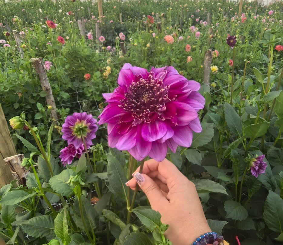 Adene's Farm Flowers景点图片
