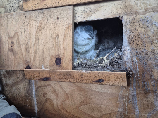 Awesome旅游服务-但尼丁必去景点