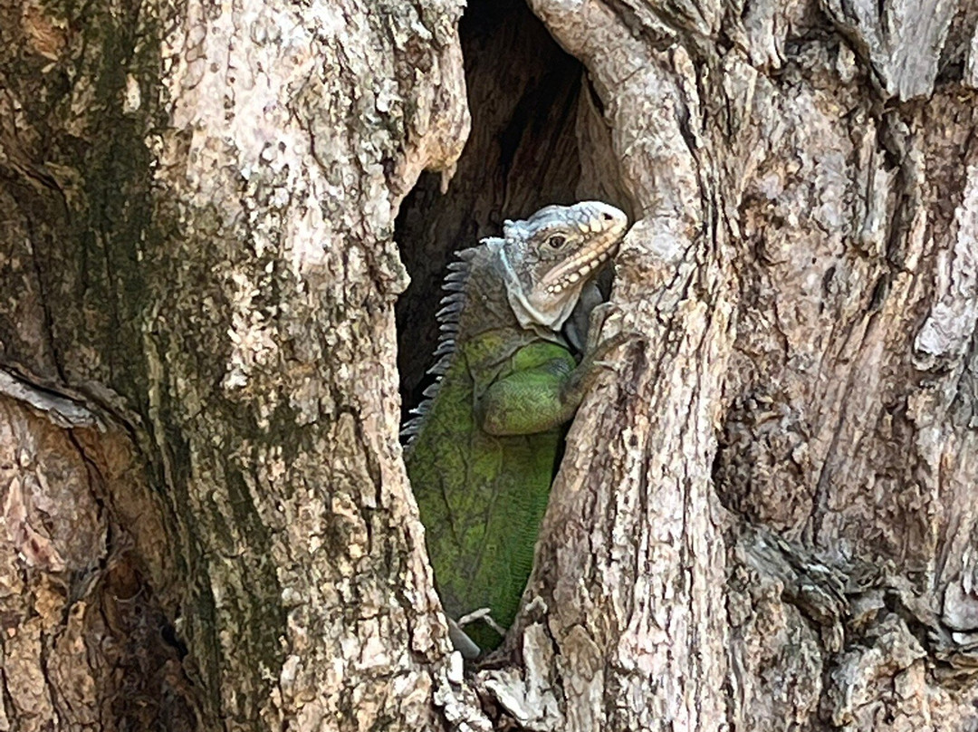 Captain Roro-Le Francois必去景点