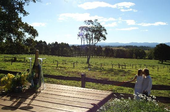 Pines on the Plateau主图
