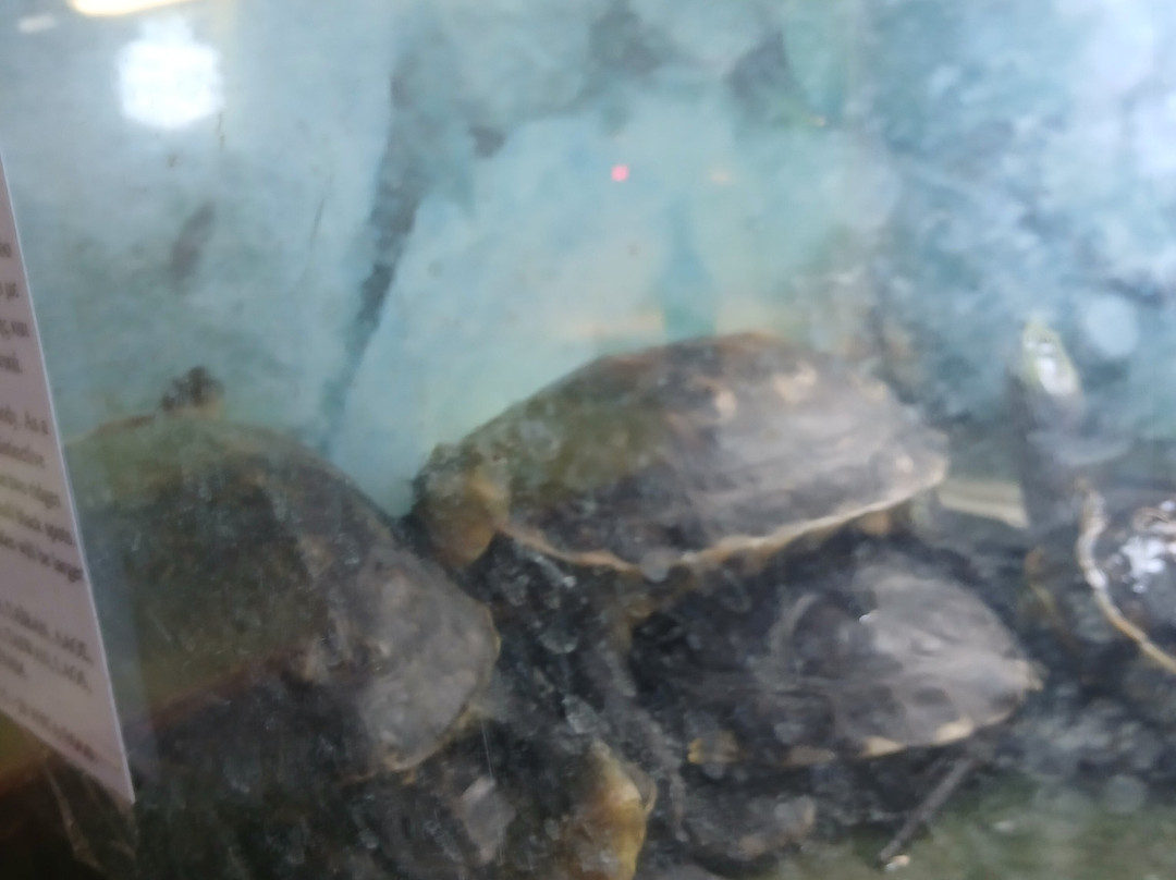 Aquarium-Reptile House-埃泽萨必去景点