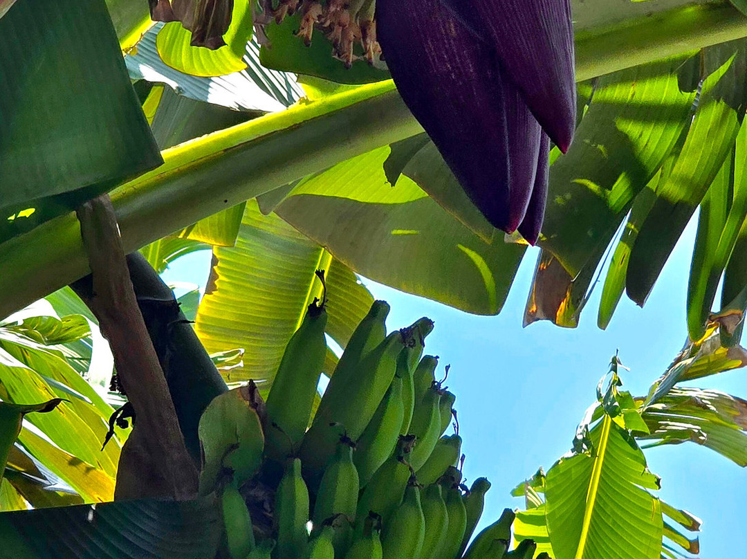 Kahuku Farms景点图片