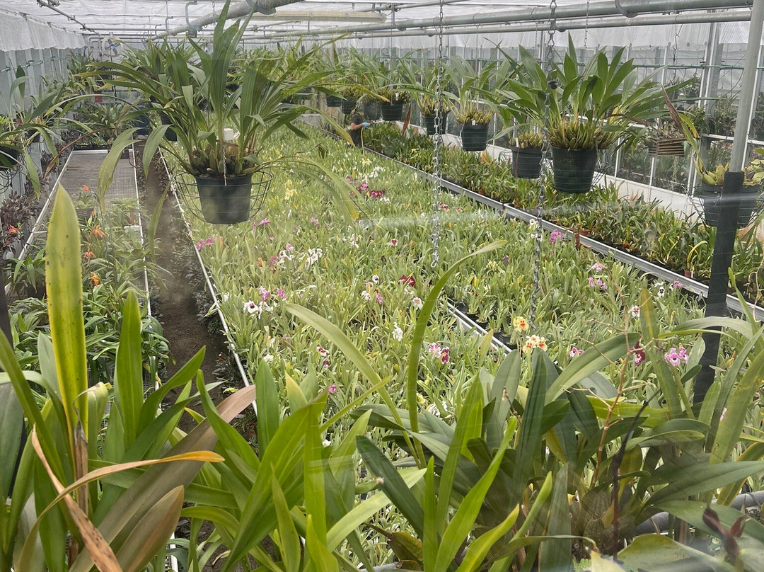 Eric Young Orchid Foundation景点图片