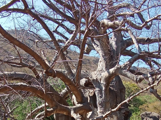 Ali nasser-塞拉莱必去景点