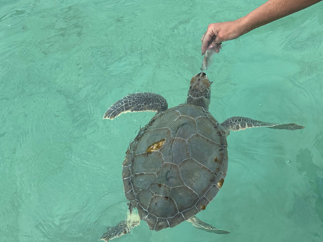 Capt. Kid & Son Charters-Spanish Wells必去景点