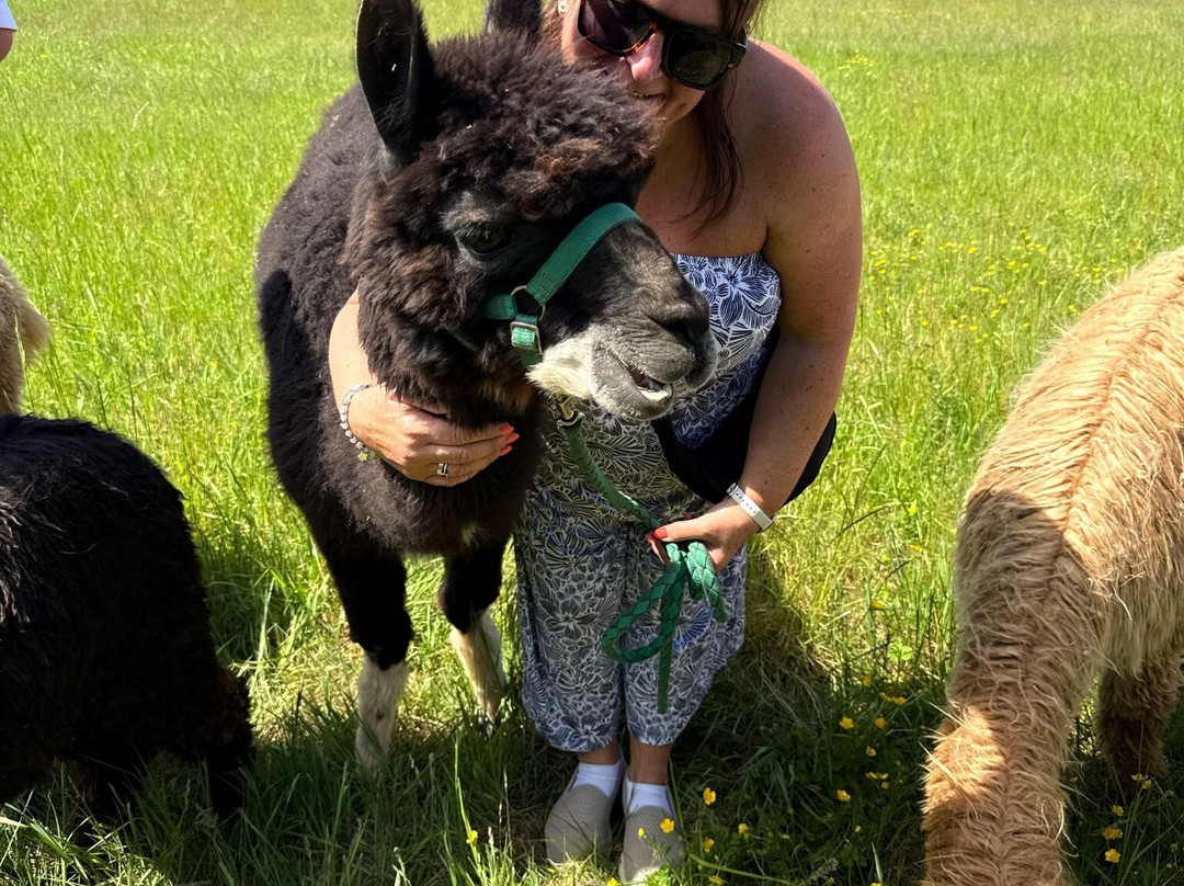 Severn Valley Alpacas景点图片