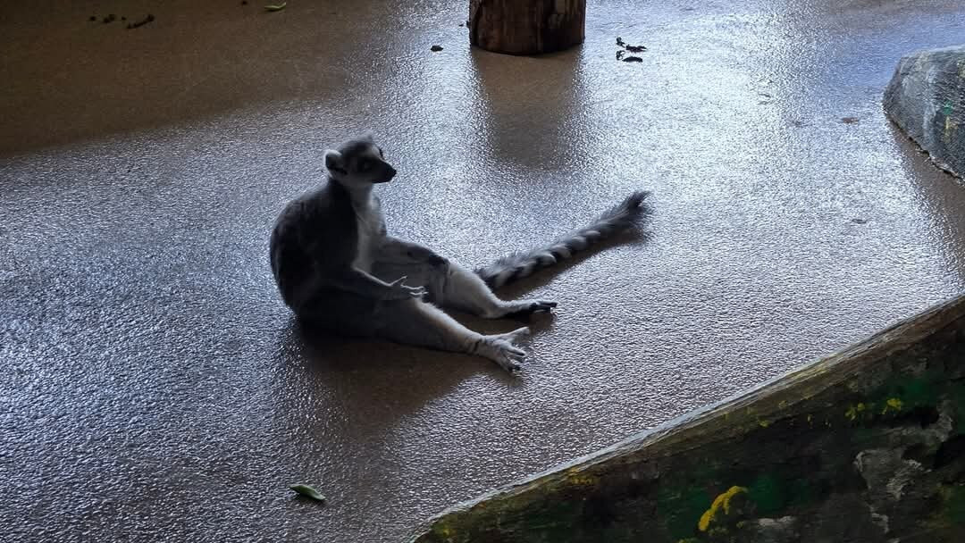 Lake Superior Zoo-德卢斯必去景点